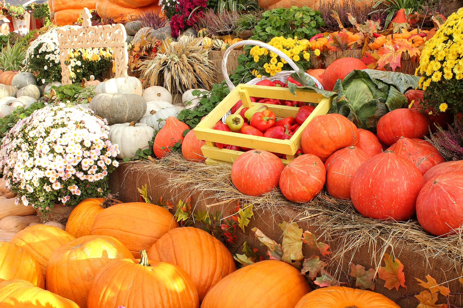 Candicci's Thanksgiving Buffet Menu for 2023